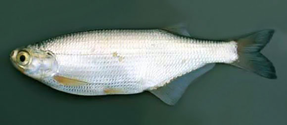 mooneye fish mashaAllah